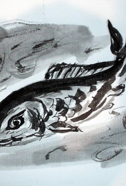 koi